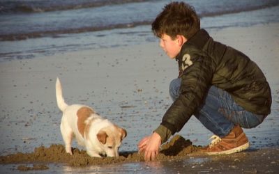 The Power of A Dog