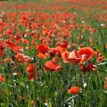 poppies poppy