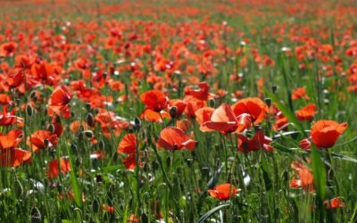 California Poppies: Reaching Toward the Light