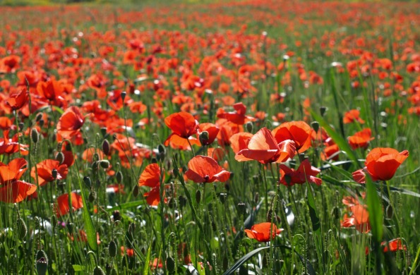 California Poppies: Reaching Toward the Light