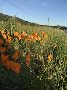 poppies
