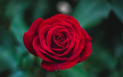 Smelling the Eternal Roses