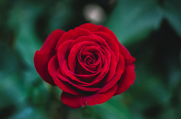 Smelling the Eternal Roses