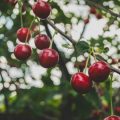cherry tree