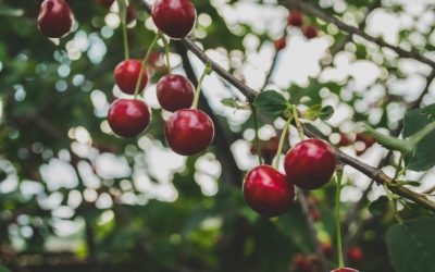 Fruits, Not Roots