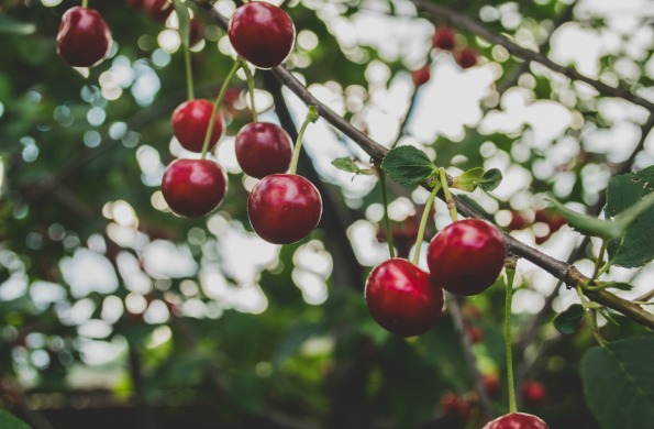 cherry tree