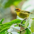 bird music melody