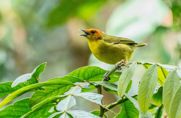 bird music melody
