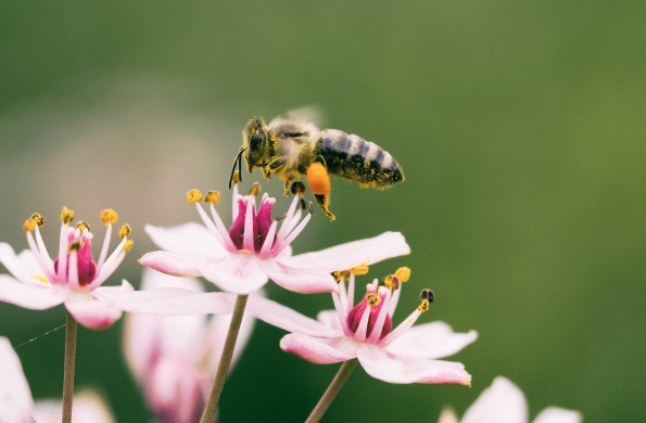 bees honey honeybee