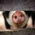 pig sniffing smelling