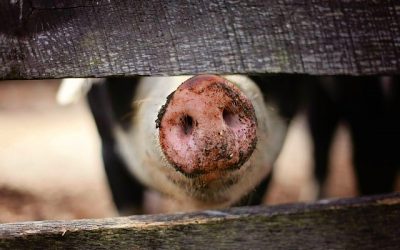 What If All Our Sins Had Smells?