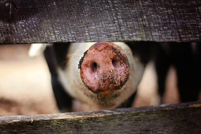 What If All Our Sins Had Smells?