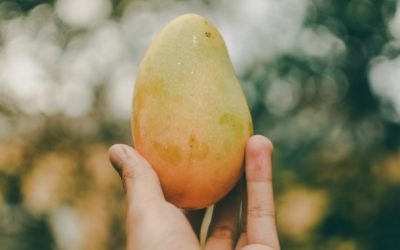 The Dream of the Mango Spoiled by Procrastination