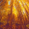 aspen trees