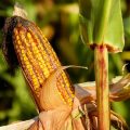 corn on the cob