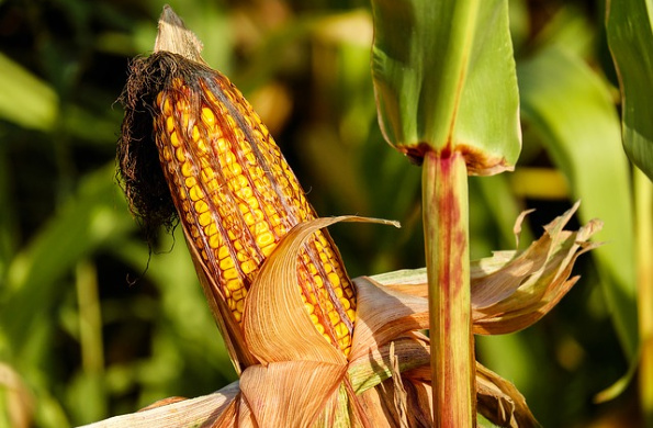 corn on the cob