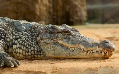 Crocodiles and Charismatic Friends