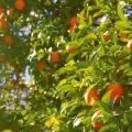 fruit oranges