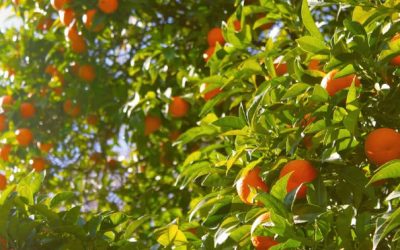 Low-Hanging Fruit, Part I