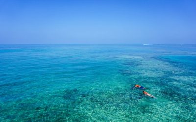 Overcoming Limitations: Snorkeling to the Turtle Cleaning Station