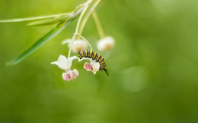 How a Caterpillar Becomes a Butterfly