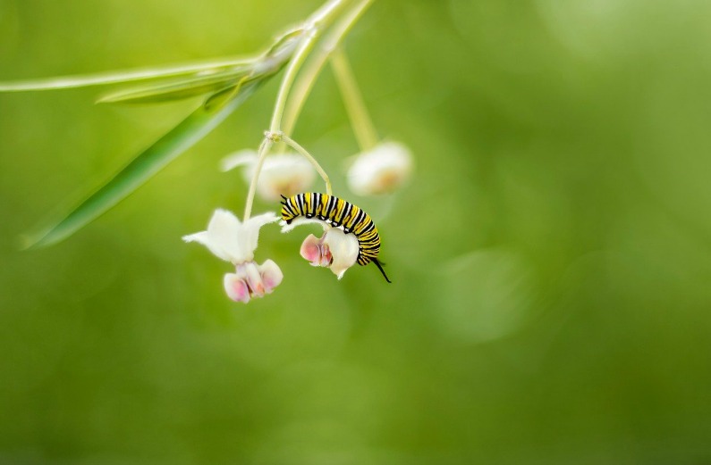 caterpillar