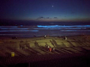 Bioluminescent