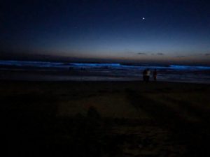 Bioluminescent