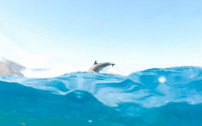 A Tale from Makua Beach: Does a Small Glimpse of Glory Suffice?