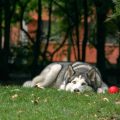husky dog mormon