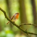 robin bird