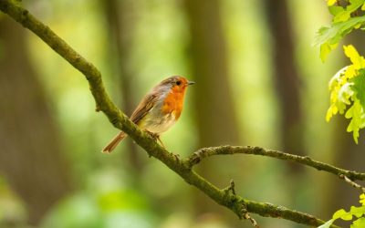 The Little Robin’s Lesson