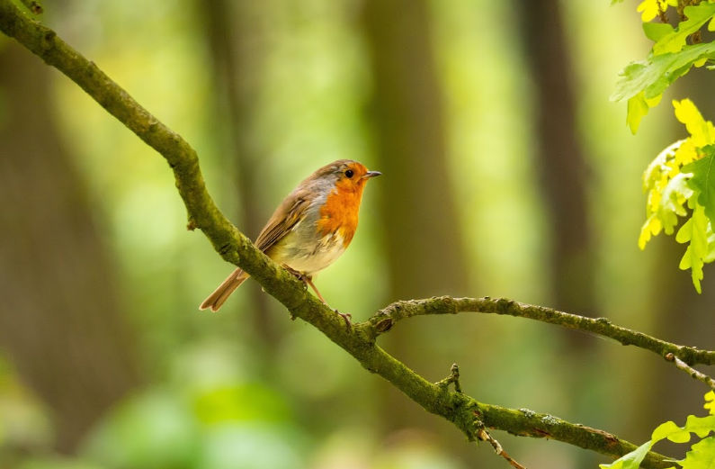 The Little Robin’s Lesson