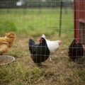 chicken coop