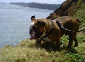 Wellington