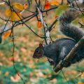 squirrel