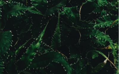 Through Thorny Ways
