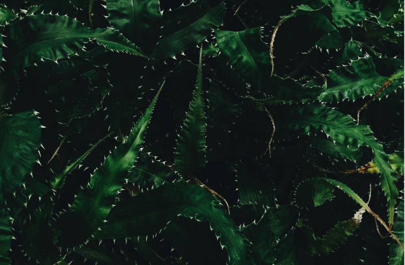 thorny thorns