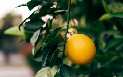 Bearing Fruit