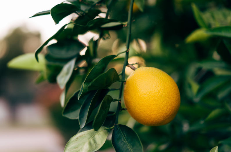 Bearing Fruit