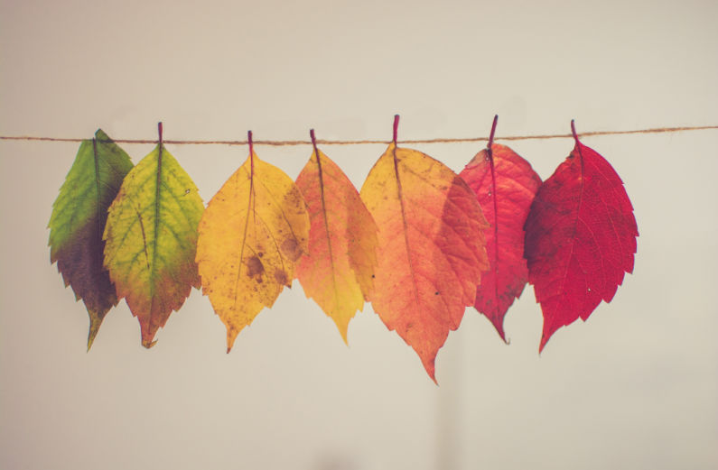 leaves