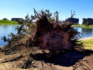 fallen tree with shallow roots