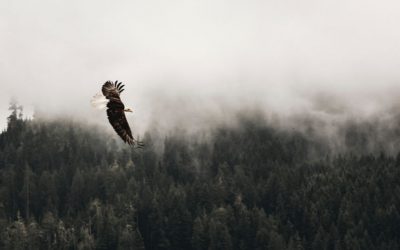 The Fragile Gift of Freedom, Pt II