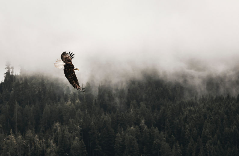 The Fragile Gift of Freedom, Pt II